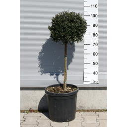 MAGYAL GÖMB CSERJE TÖRZSES 1/4 15L-ILEX CRENATA GLORY GEM 1/4 STANDARD