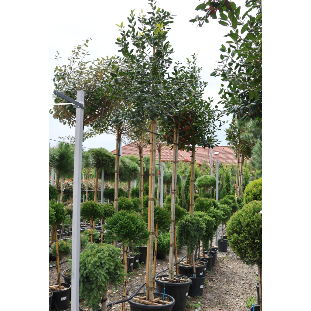 MAGYAL NELLIE R. STEVENS FA C. 8/10- ILEX MUTCHAGARA NELLIE R. STEVENS