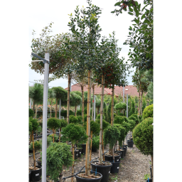 MAGYAL NELLIE R. STEVENS FA C. 8/10- ILEX MUTCHAGARA NELLIE R. STEVENS