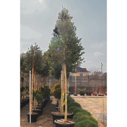 MAGYAL NELLIE R. STEVENS FA 16/18- ILEX MUTCHAGARA NELLIE R STEVENS