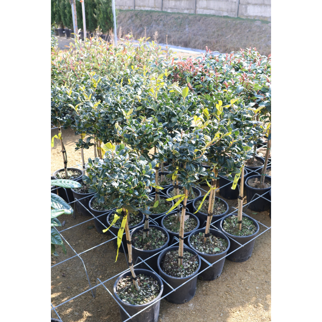 MAGYAL NELLIE R. STEVENS TÖRZSES 1/4- ILEX MUTCHAGARA NELLIE R. STEVENS