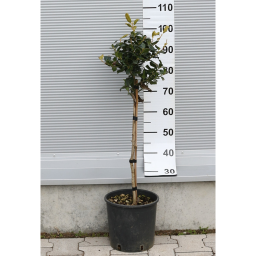 MAGYAL NELLIE R. STEVENS TÖRZSES 1/4- ILEX MUTCHAGARA NELLIE R. STEVENS