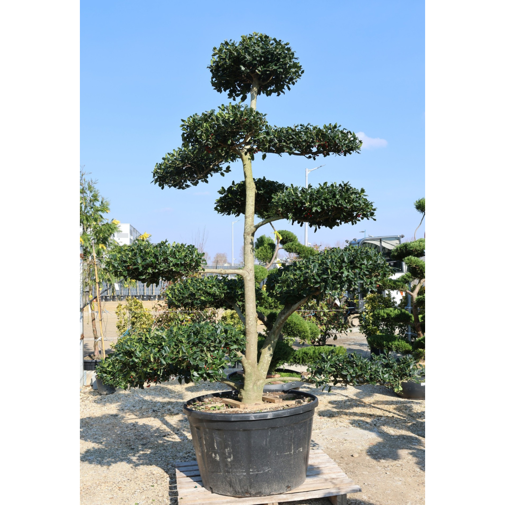 MAGYAL NELLIE R. STEVENS BONSAI- ILEX MUTCHAGARA NELLIE R. STEVENS