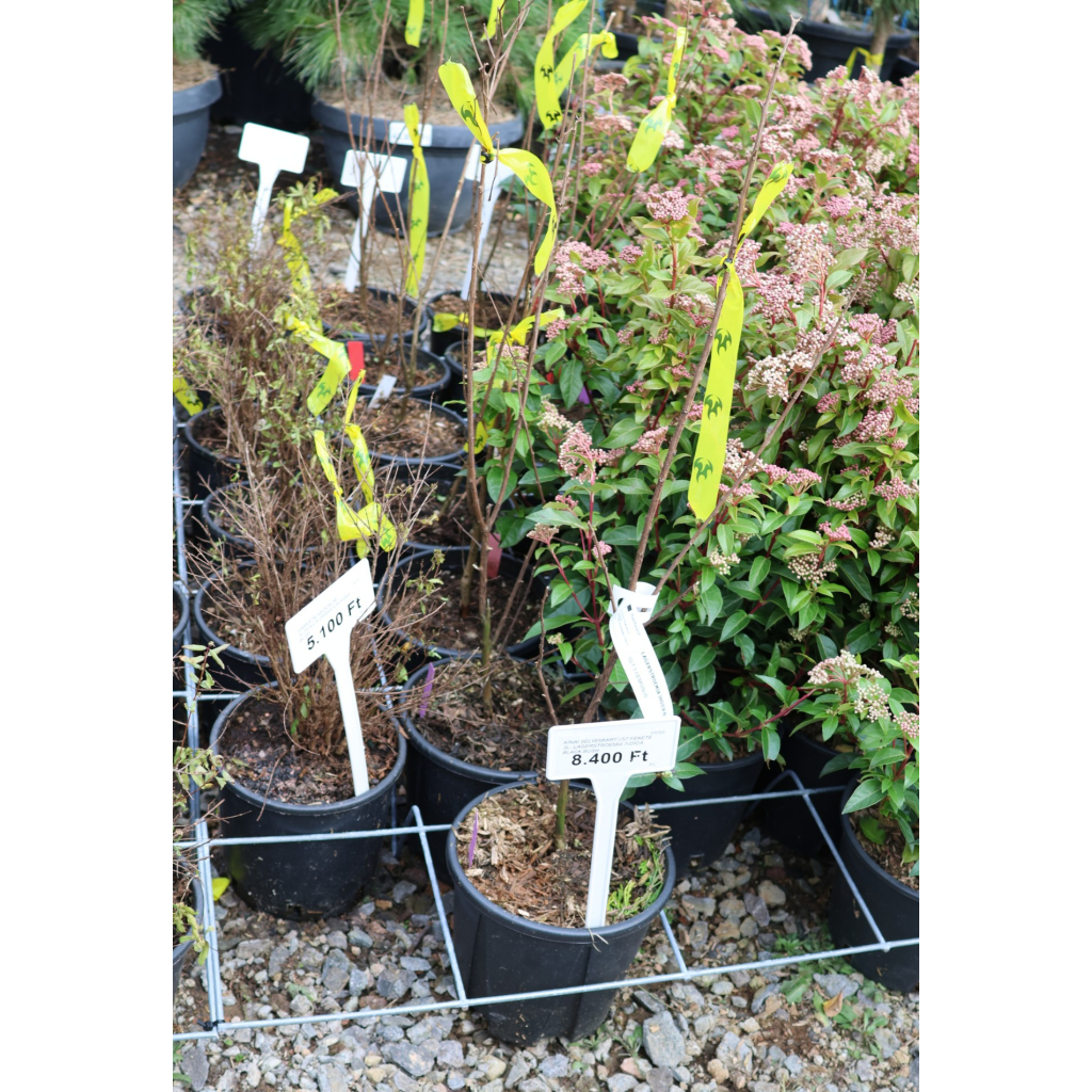 KÍNAI SELYEMMIRTUSZ FEKETE 3L- LAGERSTROEMIA INDICA BLACK BUSH