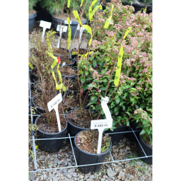 KÍNAI SELYEMMIRTUSZ FEKETE 3L- LAGERSTROEMIA INDICA BLACK BUSH