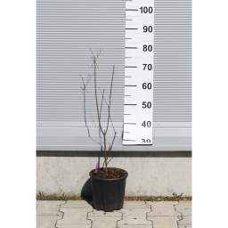 KÍNAI SELYEMMIRTUSZ FEKETE 3L- LAGERSTROEMIA INDICA BLACK BUSH