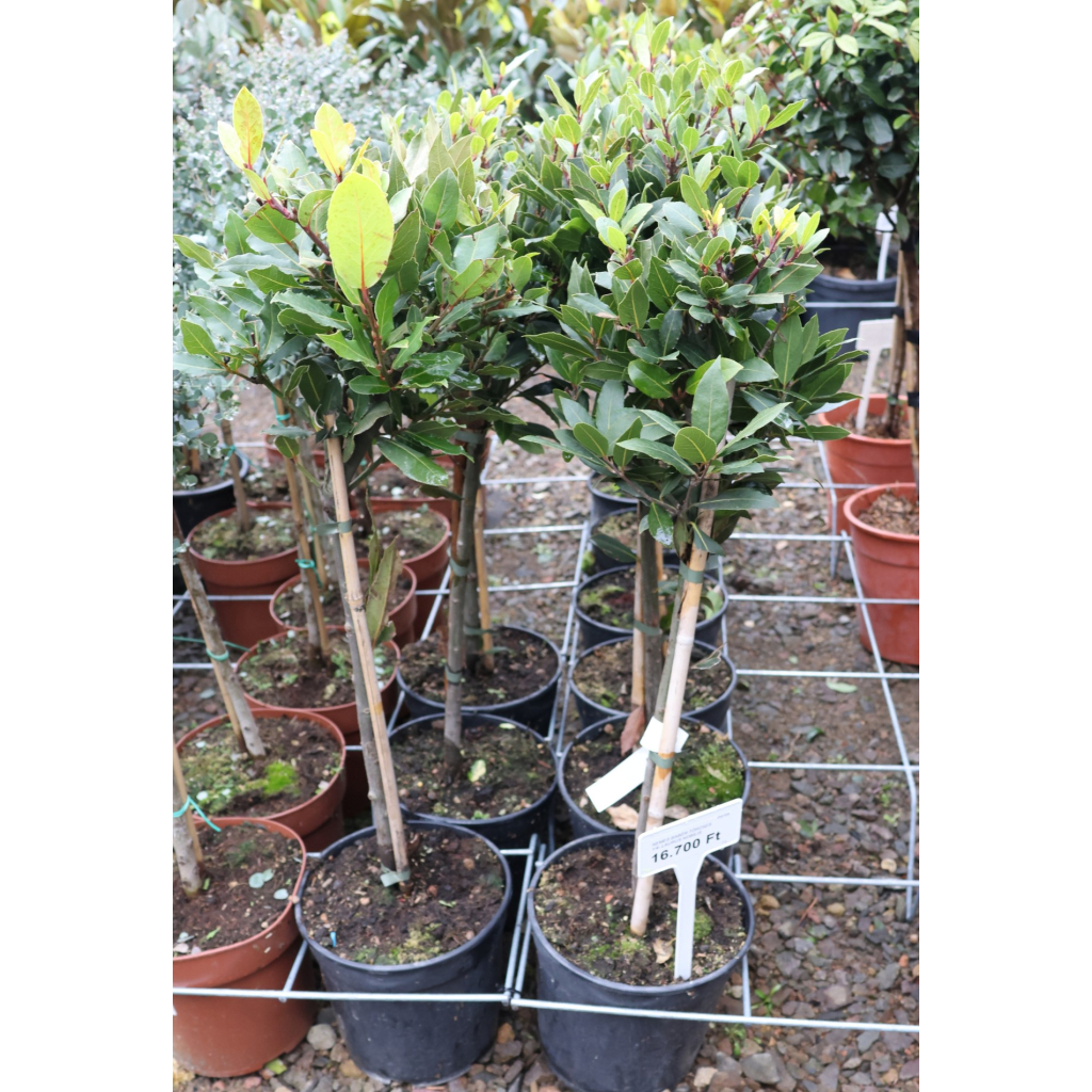 NEMES BABÉR TÖRZSES 1/4- LAURUS NOBILIS