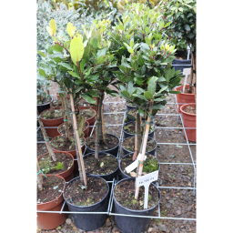 NEMES BABÉR TÖRZSES 1/4- LAURUS NOBILIS