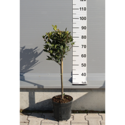 NEMES BABÉR TÖRZSES 1/4- LAURUS NOBILIS