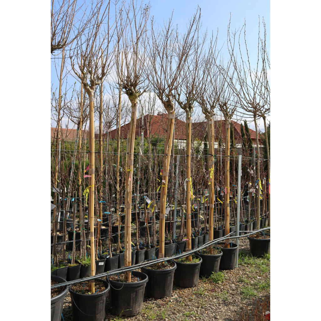 KÍNAI SELYEMMIRTUSZ FA C. 10/12- LAGERSTROEMIA INDICA IN VARIETA