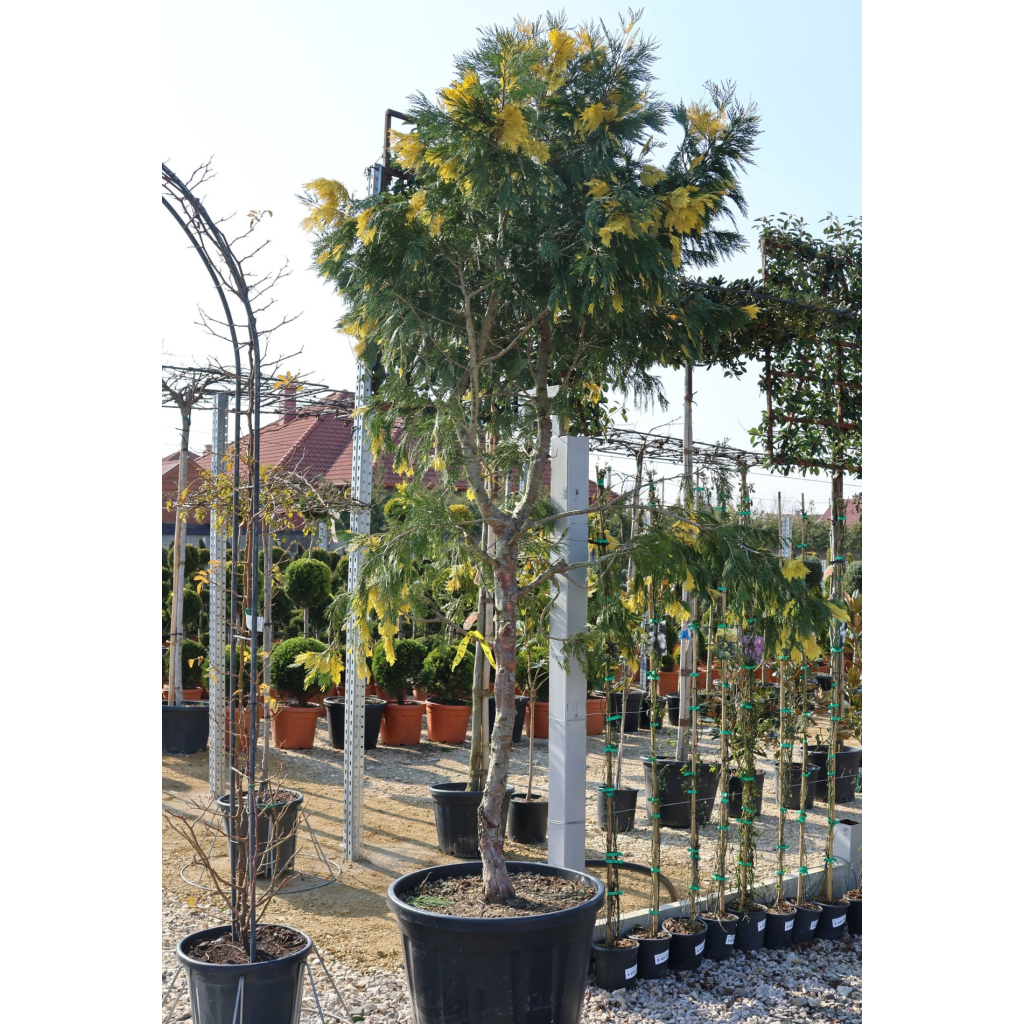 GYANTÁSCIPRUS TÖRZSES 1/2 250/300CM- LIBOCEDRUS (CALOCEDRUS) VARIEGATUM