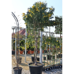 GYANTÁSCIPRUS TÖRZSES 1/2 250/300CM- LIBOCEDRUS (CALOCEDRUS) VARIEGATUM