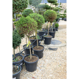 TÖRPE FAGYAL TÖRZSES 1/4- LIGUSTRUM DELAVAJANUM (JONANDRUM)