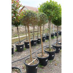 TÖRPE FAGYAL TÖRZSES 1/2- LIGUSTRUM DELAVAJANUM (JONANDRUM)