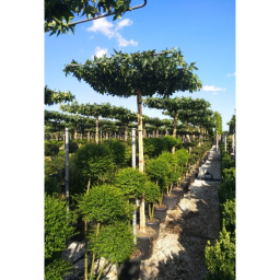 AMERIKA ÁMBRAFA ESERNYŐFA 240 CM MAGAS- LIQUIDAMBAR STYRACIFLUA TABLETOP