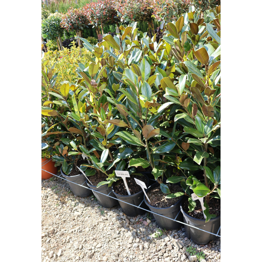 ÖRÖKZÖLD MAGNÓLIA 9L- MAGNOLIA GRANDIFLORA GALLISONIENSIS BUSH