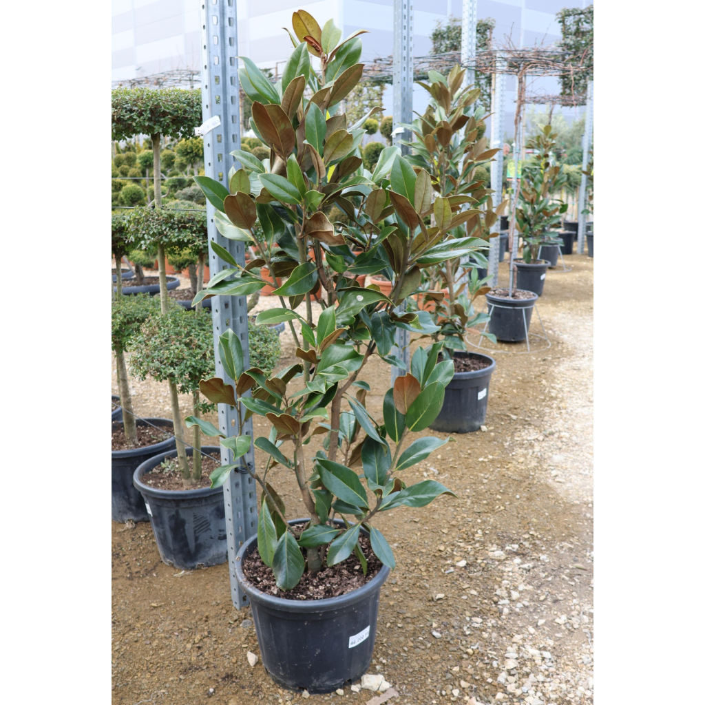 ÖRÖKZÖLD MAGNÓLIA BOKOR 30-35L- MAGNOLIA GRANDIFLORA GALLISONIENSIS BUSH