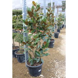 ÖRÖKZÖLD MAGNÓLIA BOKOR 30-35L- MAGNOLIA GRANDIFLORA GALLISONIENSIS BUSH