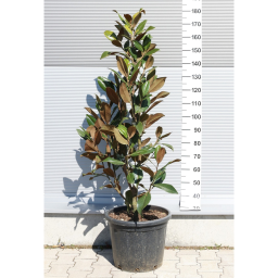 ÖRÖKZÖLD MAGNÓLIA BOKOR 30-35L- MAGNOLIA GRANDIFLORA GALLISONIENSIS BUSH