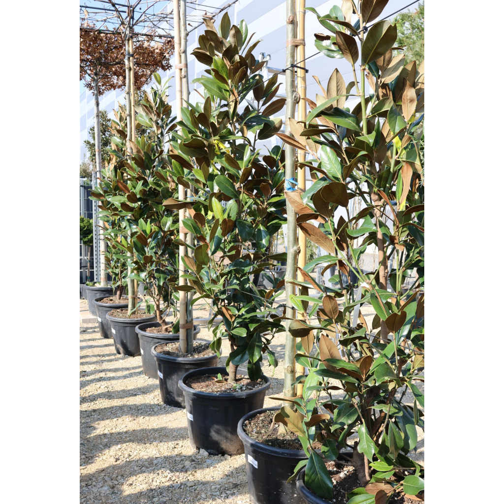 ÖRÖKZÖLD MAGNÓLIA BOKOR 65L- MAGNOLIA GRANDIFLORA GALLISONIENSIS BUSH