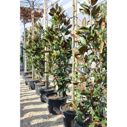 ÖRÖKZÖLD MAGNÓLIA BOKOR 65L- MAGNOLIA GRANDIFLORA GALLISONIENSIS BUSH