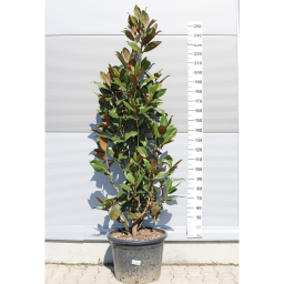 ÖRÖKZÖLD MAGNÓLIA BOKOR 65L- MAGNOLIA GRANDIFLORA GALLISONIENSIS BUSH
