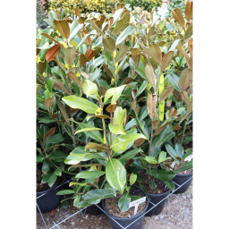 ÖRÖKZÖLD MAGNÓLIA GOLIATH 9L- MAGNOLIA GRANDIFLORA GOLIATH