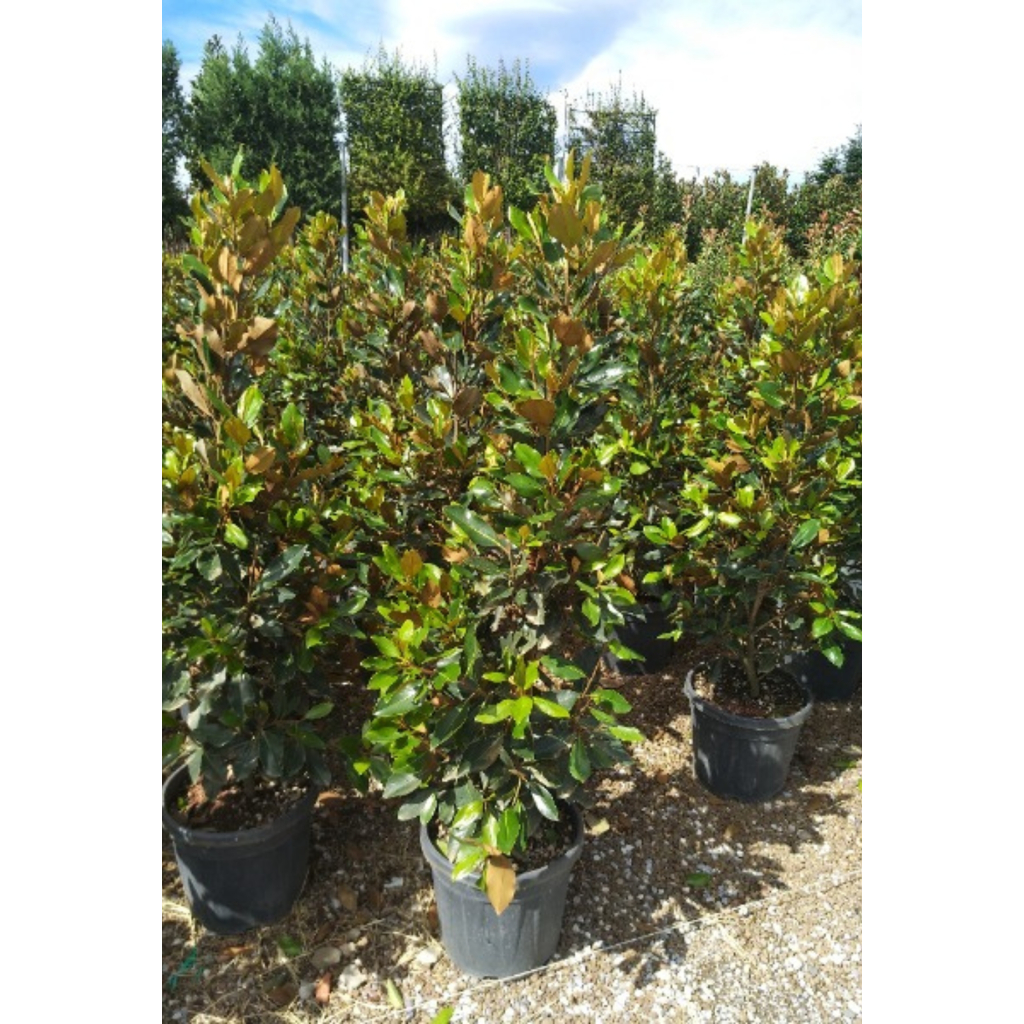 ÖRÖKZÖLD MAGNÓLIA LITTLE GEM BOKOR 30L-MAGNOLIA GRANDIFLORA LITTLE GEM BUSH