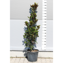 ÖRÖKZÖLD MAGNÓLIA LITTLE GEM BOKOR 30L-MAGNOLIA GRANDIFLORA LITTLE GEM BUSH