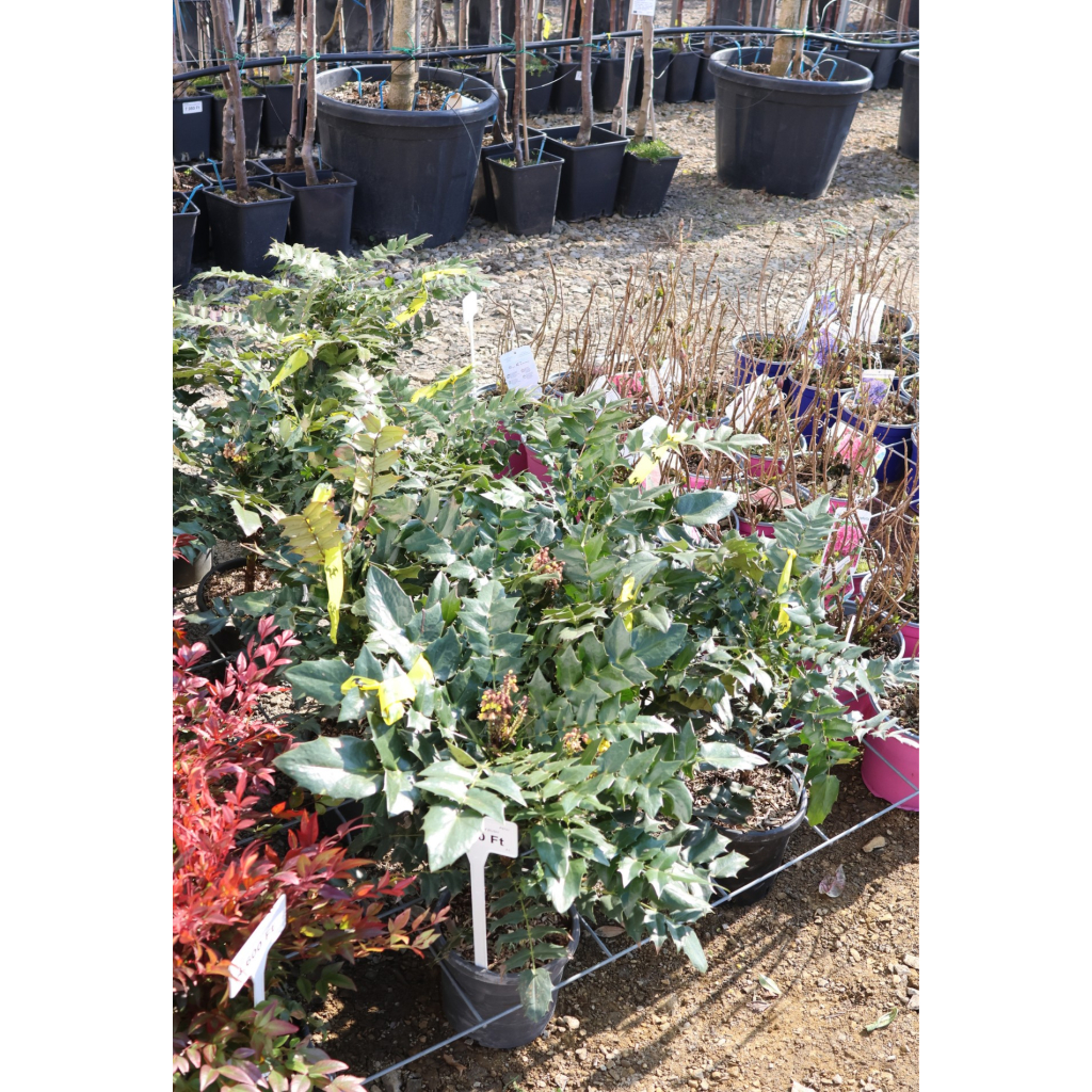 KERTI MAHÓNIA 3L- MAHONIA AQUIFOLIUM BUSH