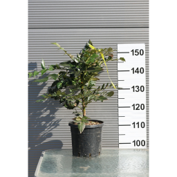 KERTI MAHÓNIA 3L- MAHONIA AQUIFOLIUM BUSH