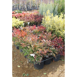 JAPÁN SZENTFA GULF STREAM 9L- NANDINA DOMESTICA GULF STREAM