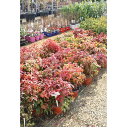 JAPÁN SZENTFA FIRE POWER 3L- NANDINA FIRE POWER BUSH