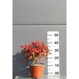 JAPÁN SZENTFA FIRE POWER 3L- NANDINA FIRE POWER BUSH