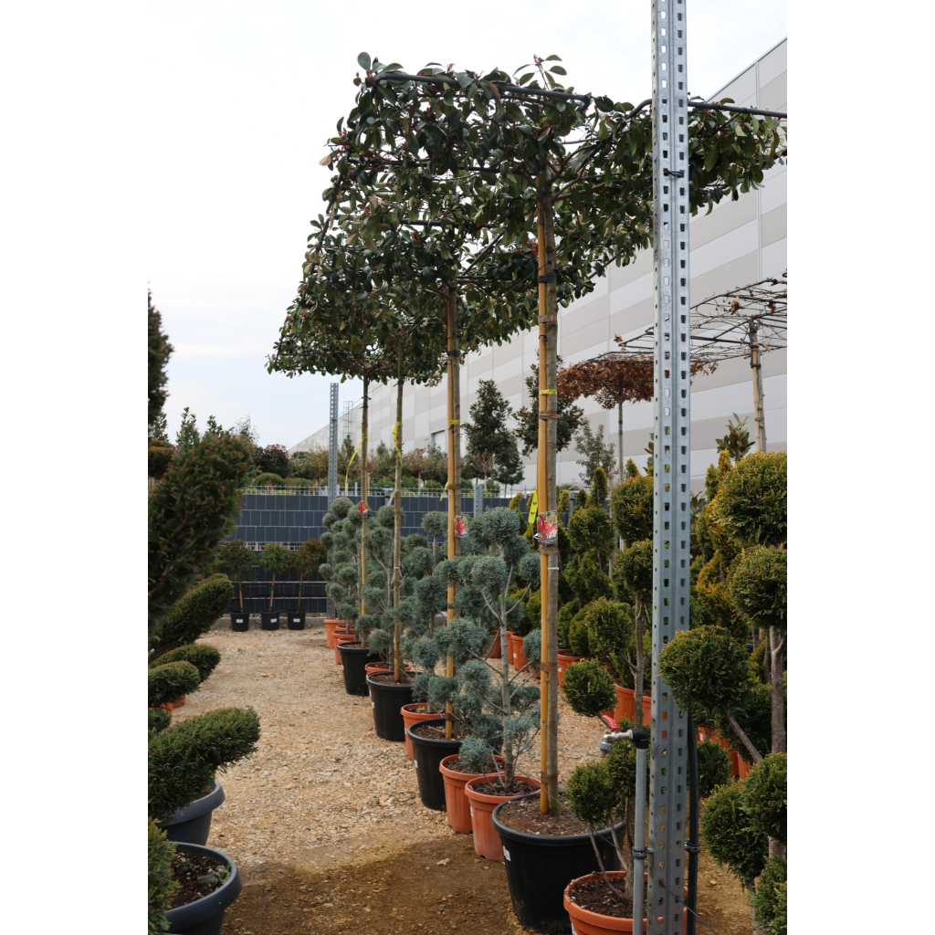 KORALLBERKENYE RED ROBIN ESERNYŐFA C.8/10- PHOTINIA FRASERI RED ROBIN TABLETOP