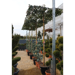 KORALLBERKENYE RED ROBIN ESERNYŐFA C.8/10- PHOTINIA FRASERI RED ROBIN TABLETOP