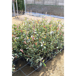 KORALLBERKENYE PINK MARBLE BOKOR 3L- PHOTINIA FRASERI PINK MARBLE BUSH