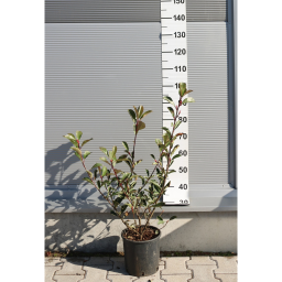 KORALLBERKENYE PINK MARBLE BOKOR 3L- PHOTINIA FRASERI PINK MARBLE BUSH