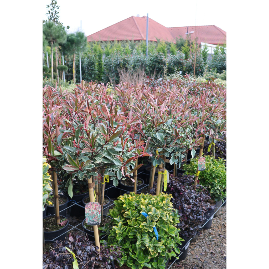 KORALLBERKENYE PINK MARBLE TÖRZSES 1/2 12L- PHOTINIA FRASERI PINK MARBLE