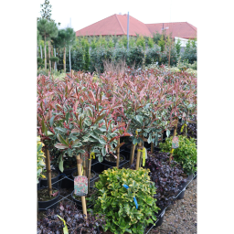 KORALLBERKENYE PINK MARBLE TÖRZSES 1/2 12L- PHOTINIA FRASERI PINK MARBLE