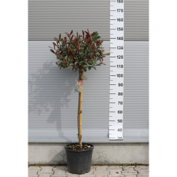 KORALLBERKENYE PINK MARBLE TÖRZSES 1/2 12L- PHOTINIA FRASERI PINK MARBLE