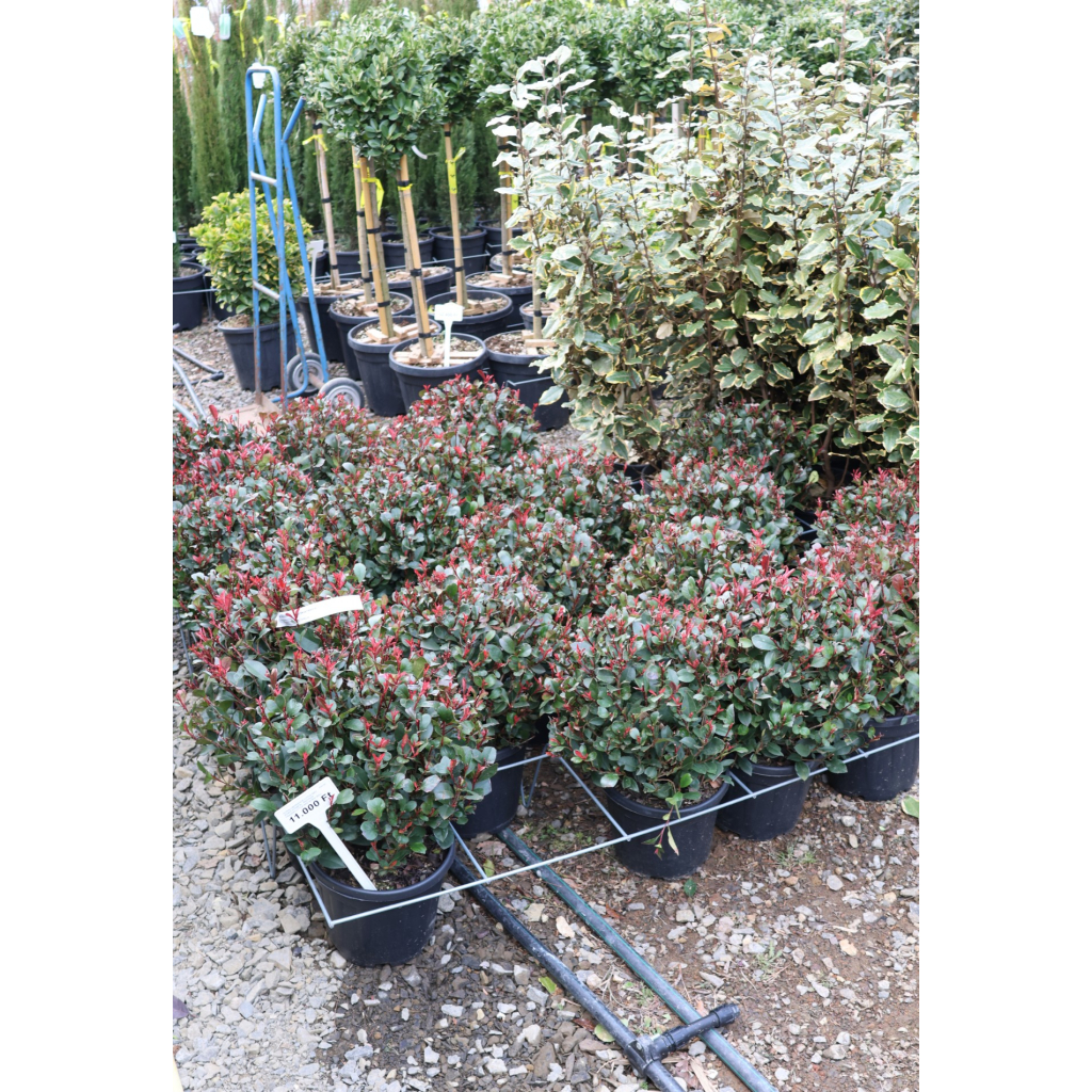 KORALLBERKENYE LITTLE RED ROBIN GÖMB 9L- PHOTINIA FRASERI LITTLE RED ROBIN BALL