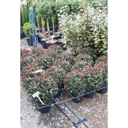 KORALLBERKENYE LITTLE RED ROBIN GÖMB 9L- PHOTINIA FRASERI LITTLE RED ROBIN BALL