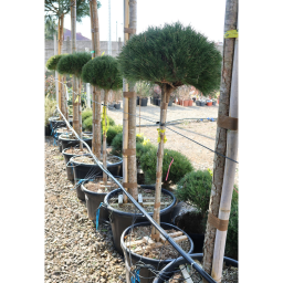 MAGASTÖRZSŰ GÖMBFENYŐ 1/2- PINUS BREPO 1/2 STANDARD