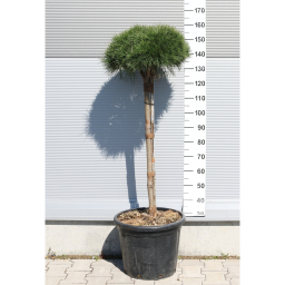 MAGASTÖRZSŰ GÖMBFENYŐ 1/2- PINUS BREPO 1/2 STANDARD