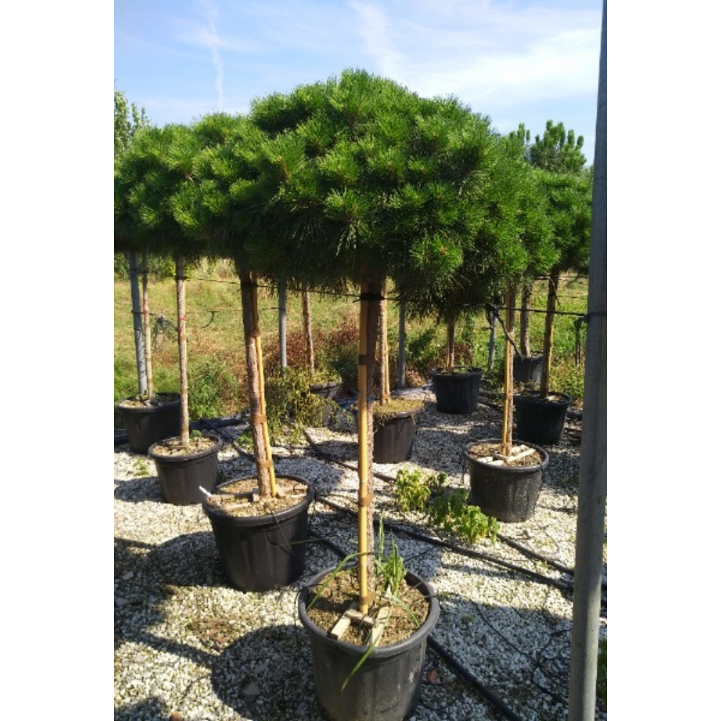 MAGASTÖRZSŰ GÖMBFENYŐ 3/4 140 CM- PINUS BREPO 3/4 STANDARD