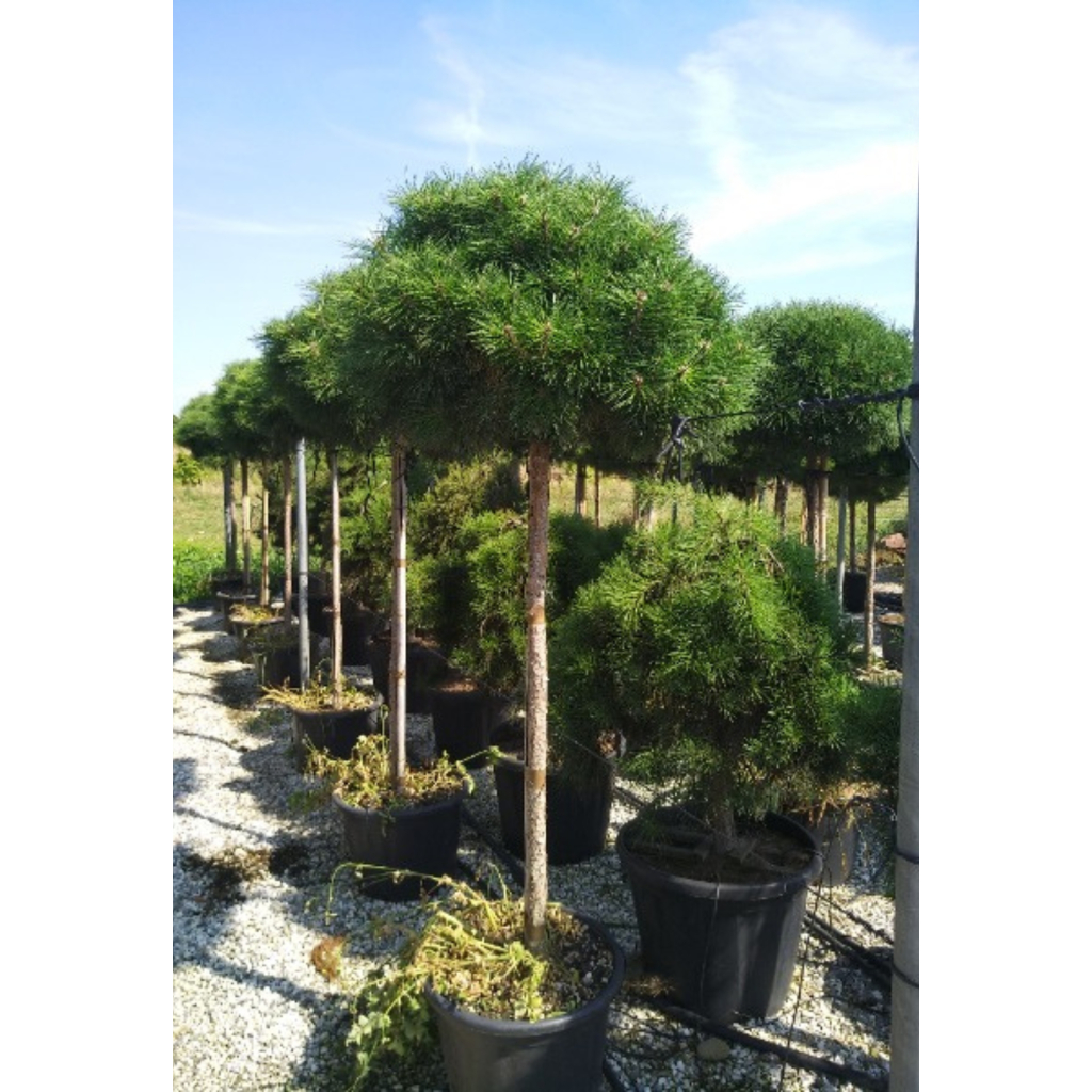 MAGASTÖRZSŰ GÖMBFENYŐ 3/4 150 CM- PINUS BREPO 3/4 STANDARD