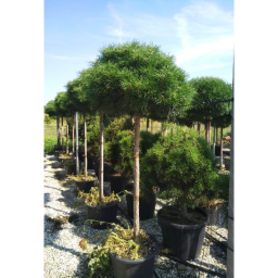 MAGASTÖRZSŰ GÖMBFENYŐ 3/4 150 CM- PINUS BREPO 3/4 STANDARD