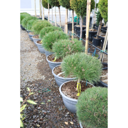 MAGASTÖRZSŰ GÖMBFENYŐ 1/4 30L- PINUS BREPO BOWL