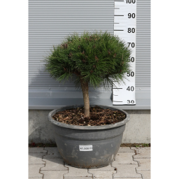 MAGASTÖRZSŰ GÖMBFENYŐ 1/4 30L- PINUS BREPO BOWL